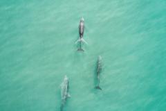 Aerial view of dolphins