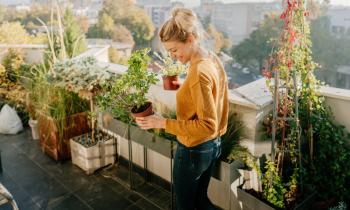 Pour décorer votre terrasse choisissez des plantes qui s'adapteront facilement au climat de votre région