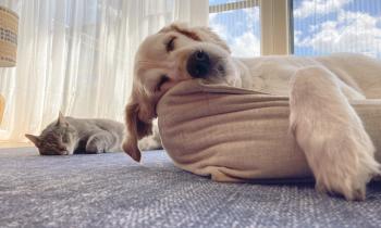 Un chien et un chat dorment dans le salon