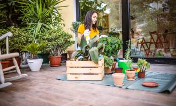 Les plus belles plantes pour décorer votre terrasse