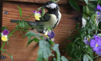 Un nichoir sur le balcon