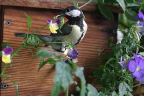 Un nichoir sur le balcon