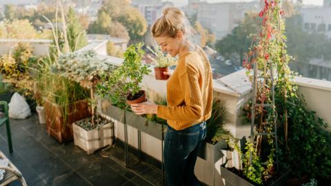 Pour décorer votre terrasse choisissez des plantes qui s'adapteront facilement au climat de votre région