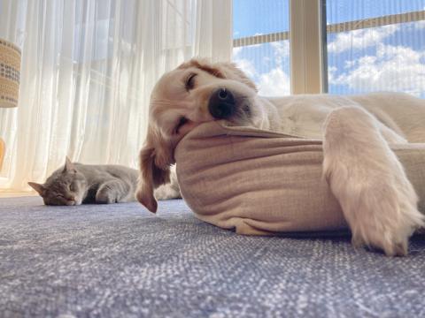 Un chien et un chat dorment dans le salon