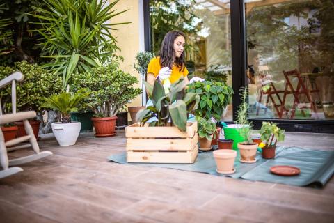Les plus belles plantes pour décorer votre terrasse