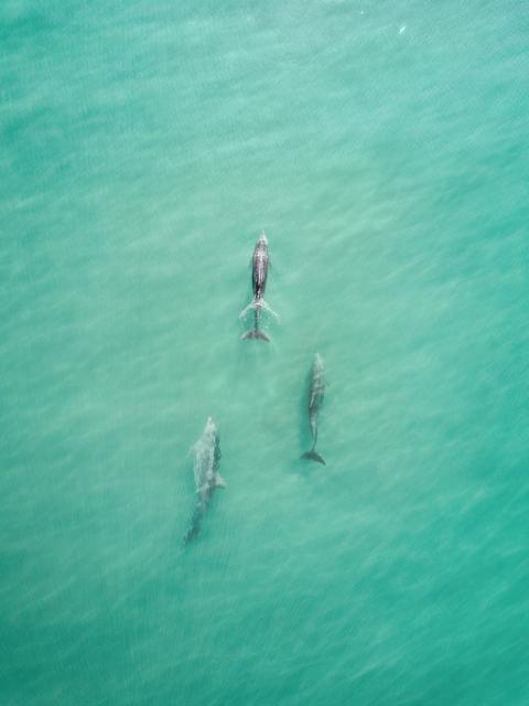 Aerial view of dolphins