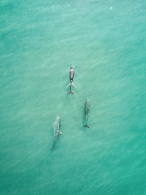 Aerial view of dolphins Aerial view of dolphins