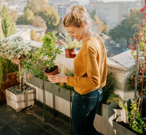 Pour décorer votre terrasse choisissez des plantes qui s'adapteront facilement au climat de votre région