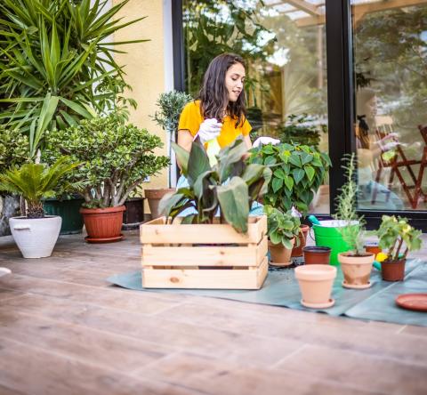 Les plus belles plantes pour décorer votre terrasse