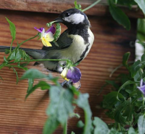 Un nichoir sur le balcon
