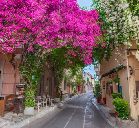 Rue à Athènes avec des façades de bougainvilliers rose. 